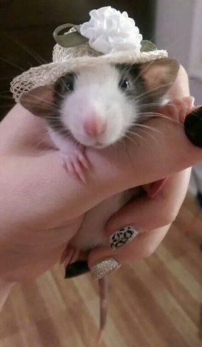 Magdalena Heinroth's icon