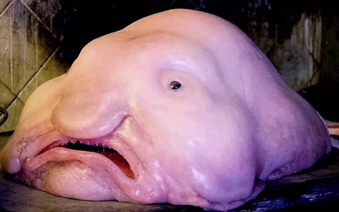 The Archivist's icon