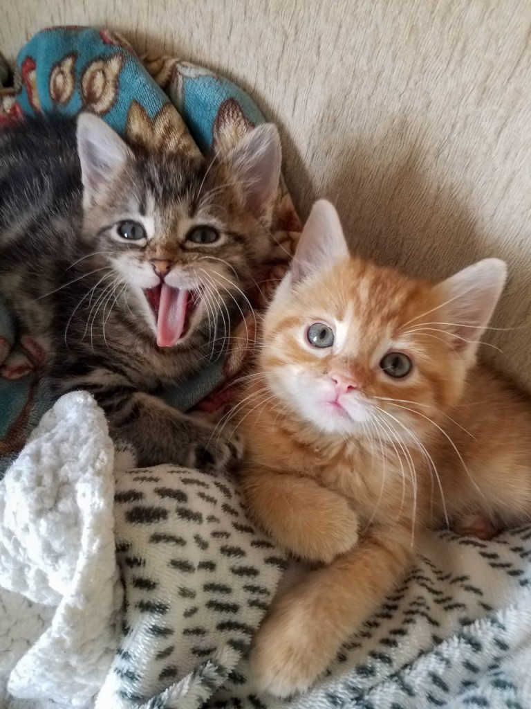 Athena and Hephaestus's icon