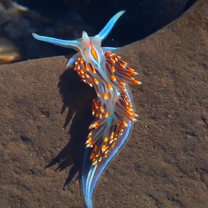 Xuri P. Nuddletine, III's icon